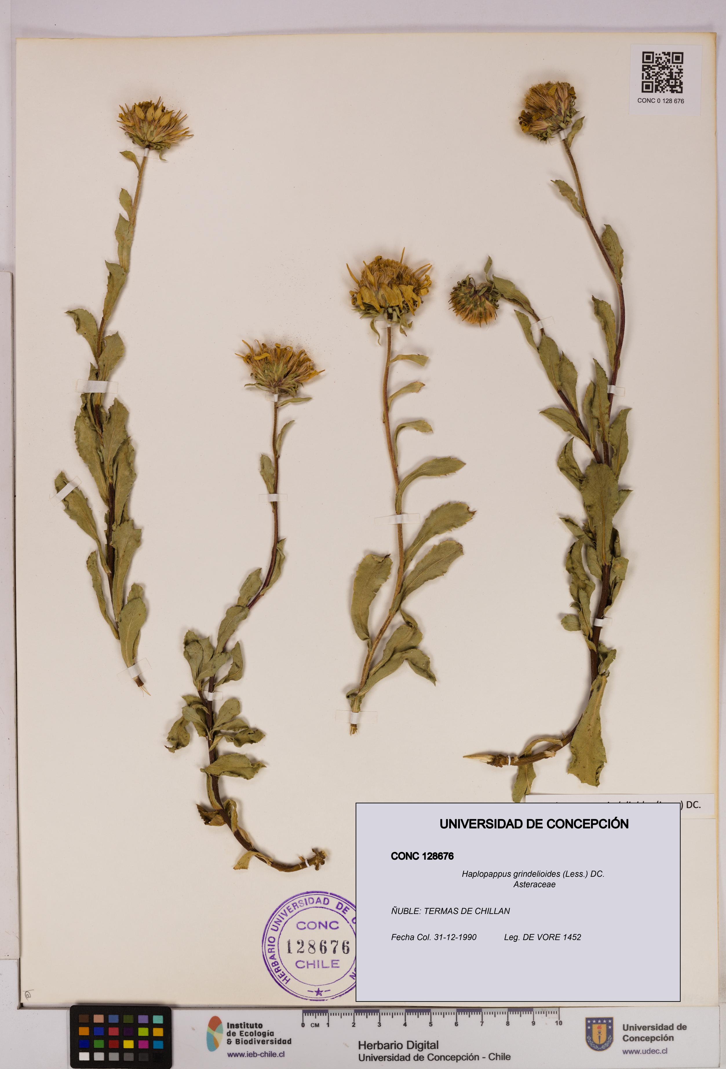 Haplopappus grindelioides [Espécimen: UDEC:CONC:0128676]