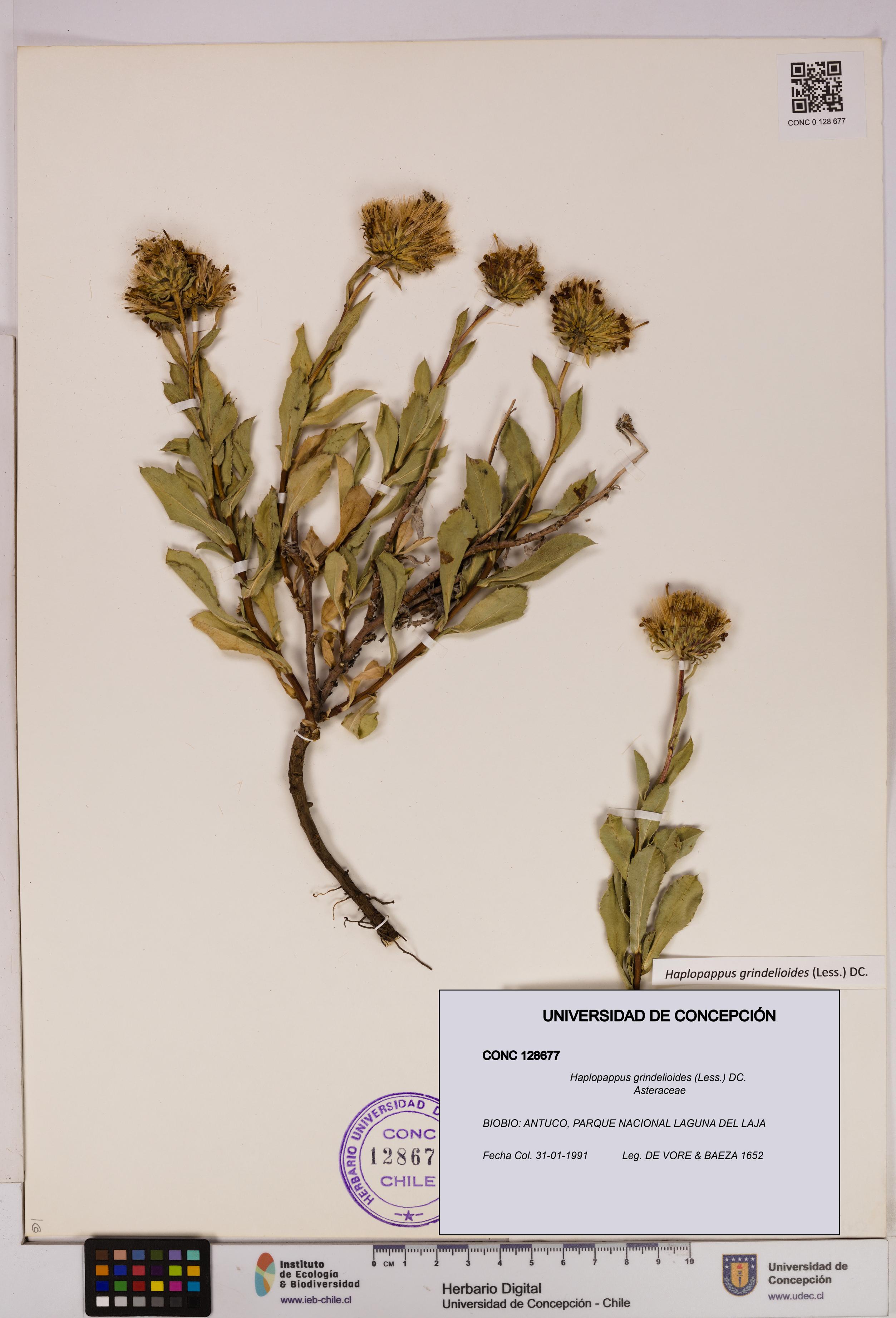 Haplopappus grindelioides [Espécimen: UDEC:CONC:0128677]