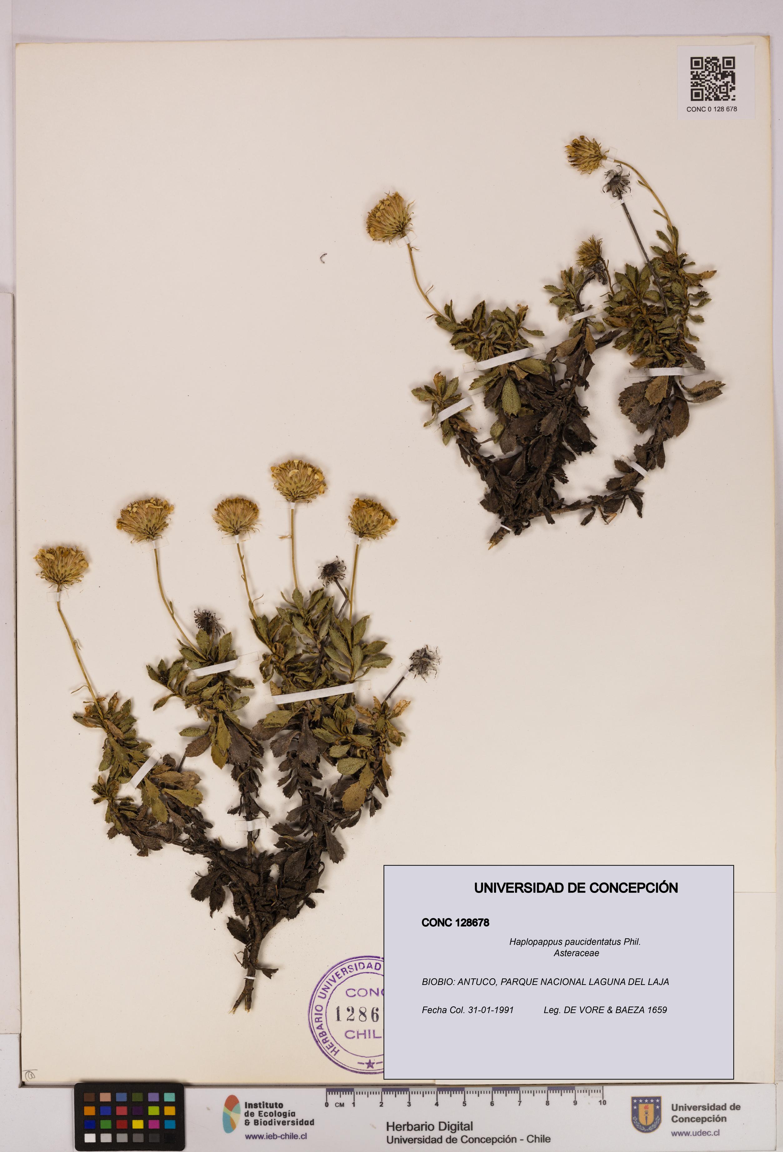 Haplopappus paucidentatus [Espécimen: UDEC:CONC:0128678]