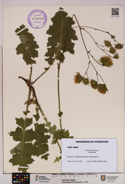 Perezia nutans [Espécimen: UDEC:CONC:0128679]