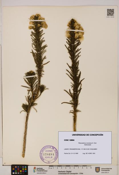 Pleocarphus revolutus [Espécimen: UDEC:CONC:0128684]