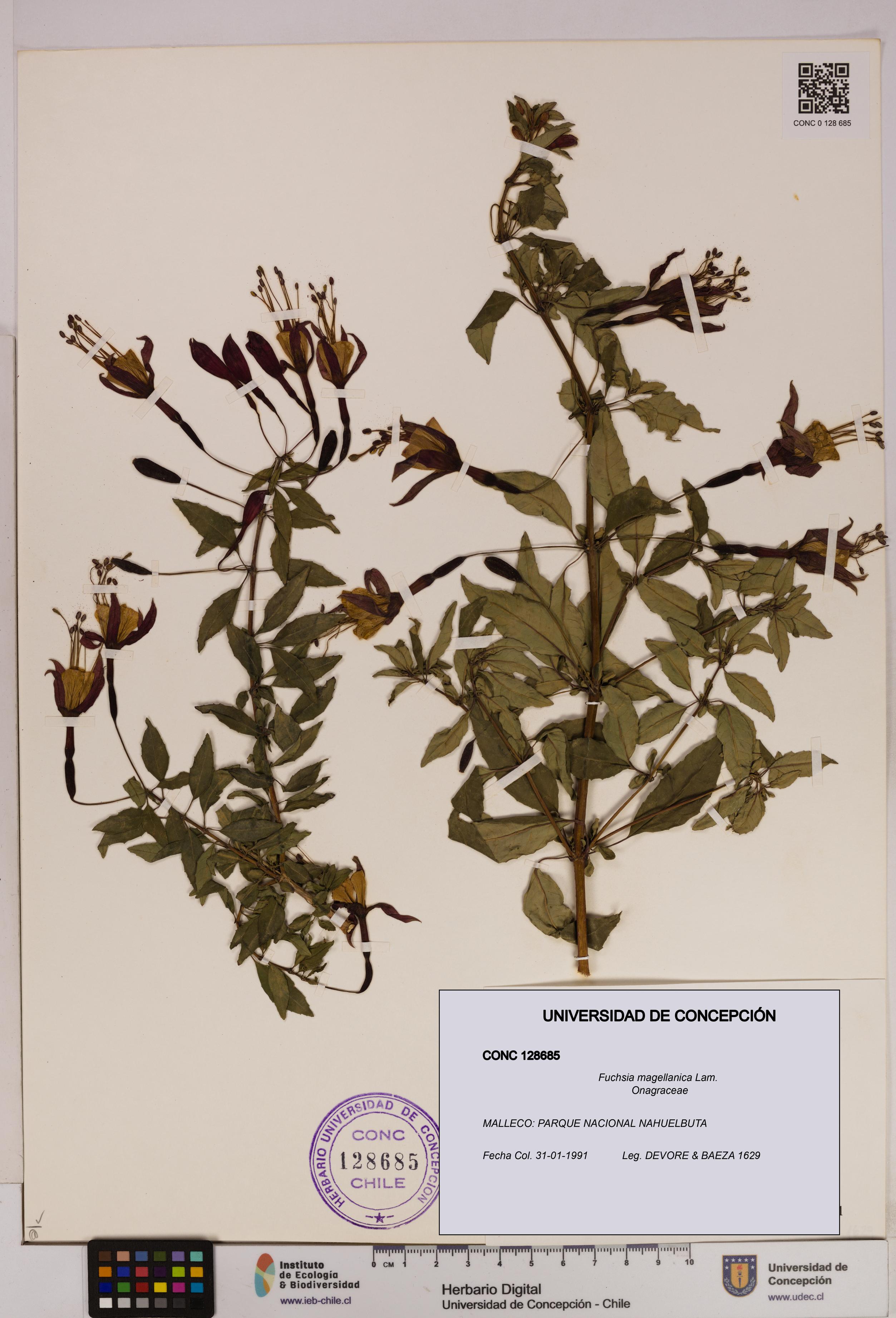 Fuchsia magellanica [Espécimen: UDEC:CONC:0128685]