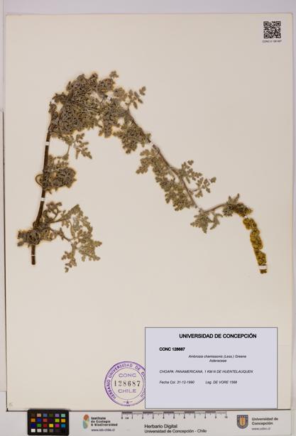 Ambrosia chamissonis [Espécimen: UDEC:CONC:0128687]