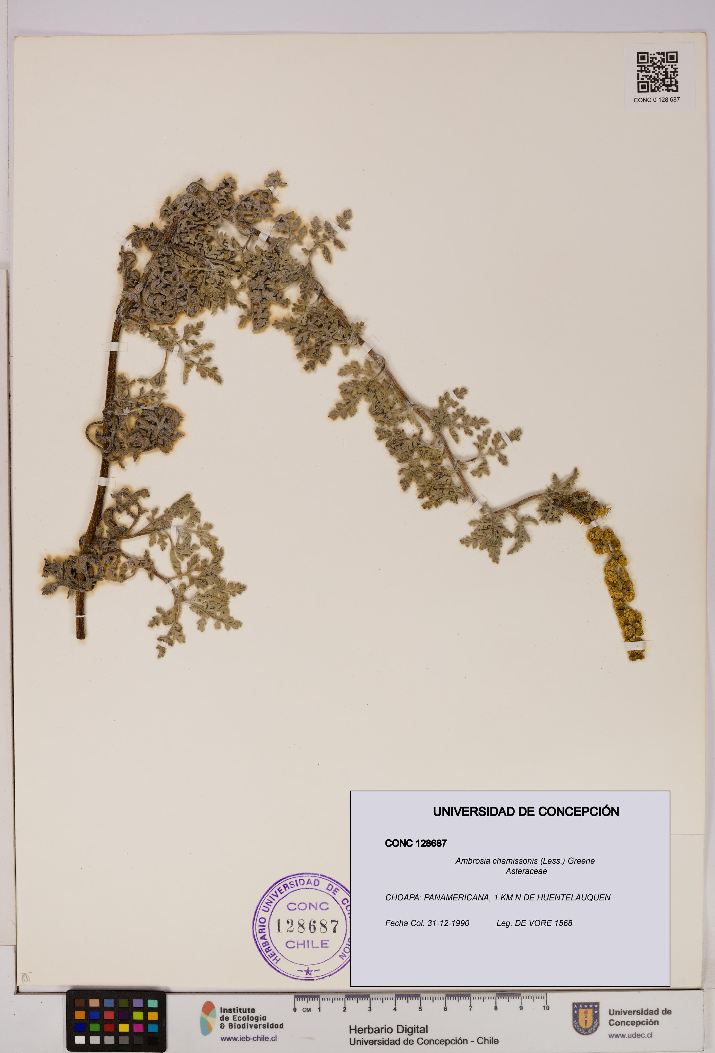 Ambrosia chamissonis [Espécimen: UDEC:CONC:0128687]