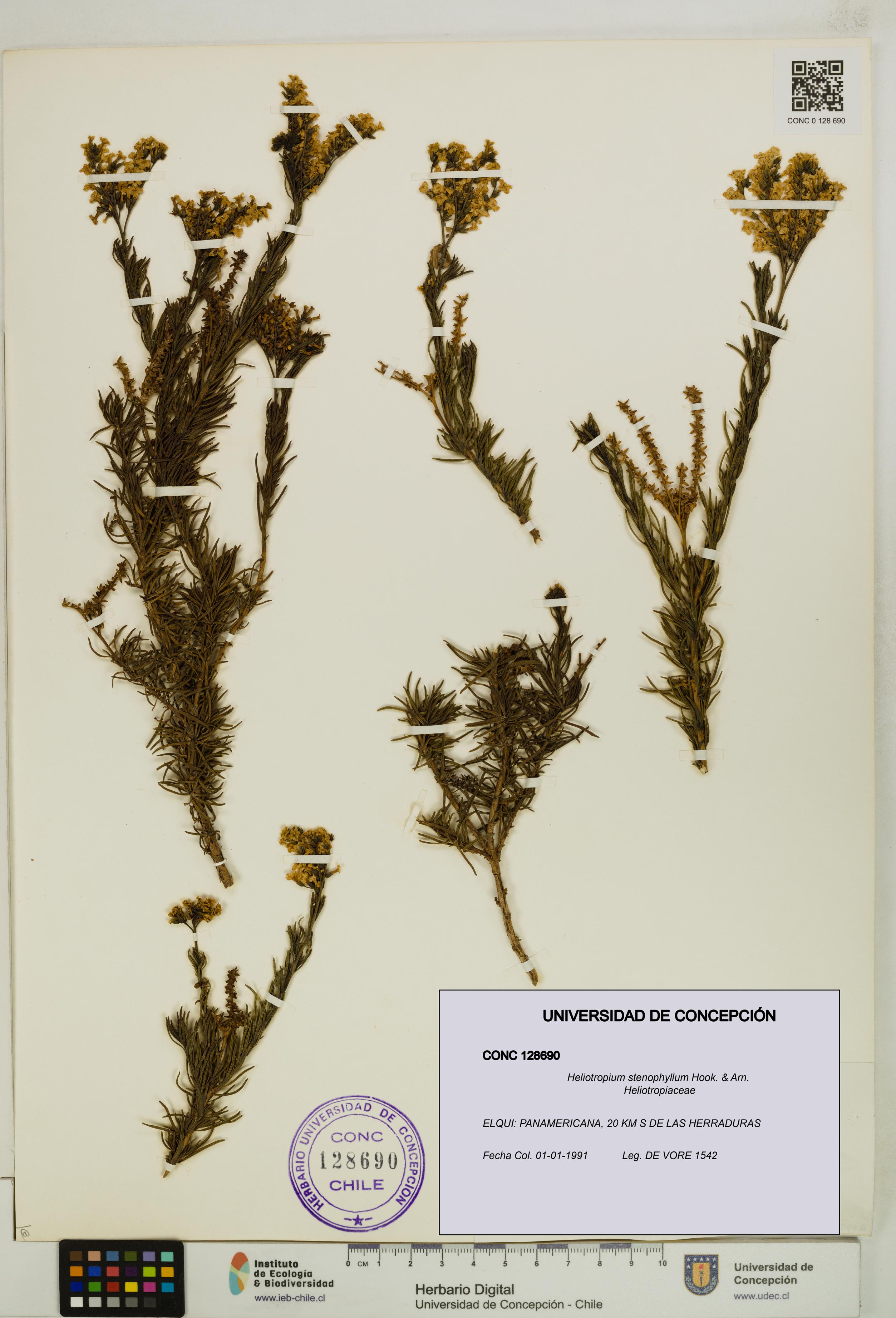 Heliotropium stenophyllum [Espécimen: UDEC:CONC:0128690]