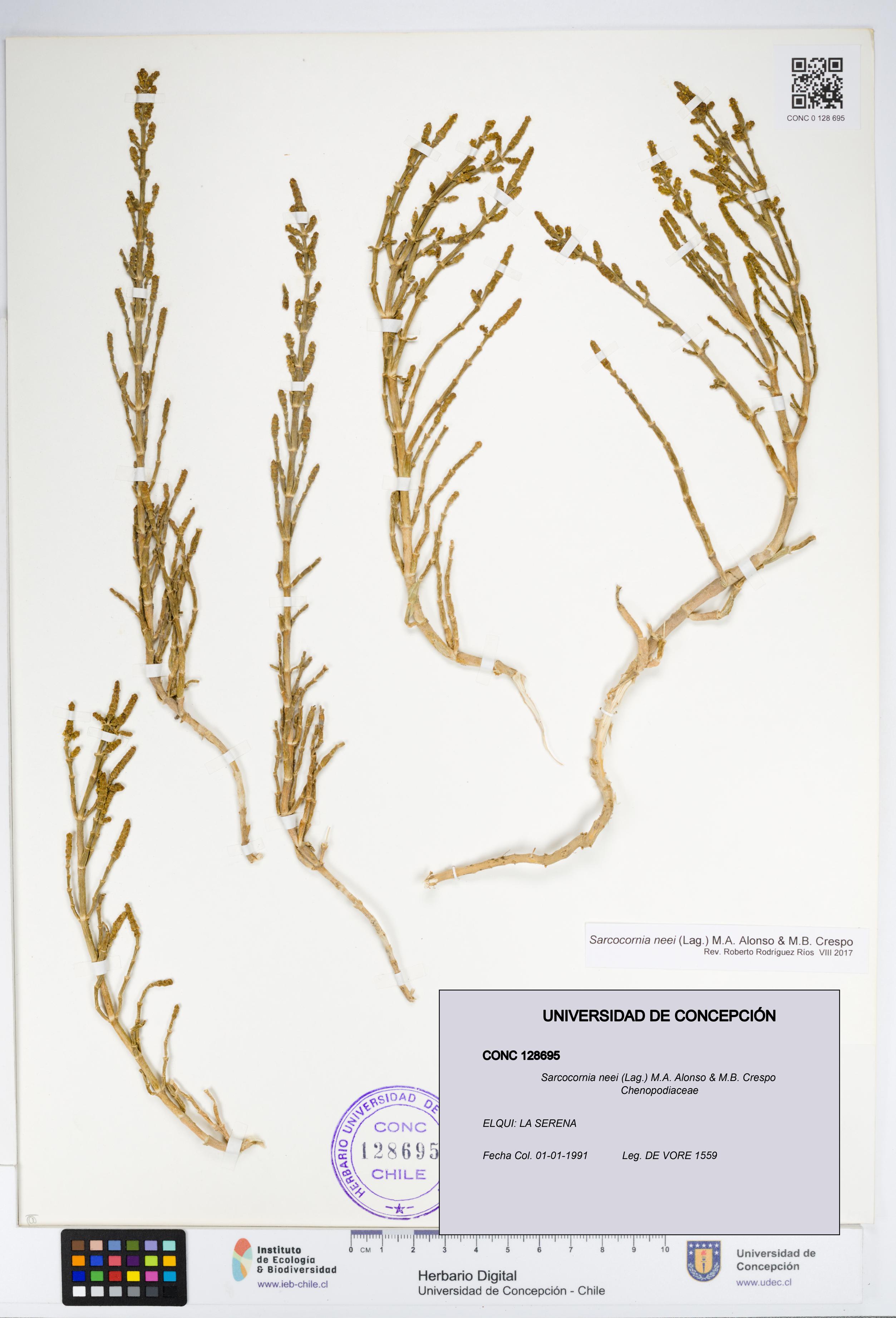 Sarcocornia neei [Espécimen: UDEC:CONC:0128695]