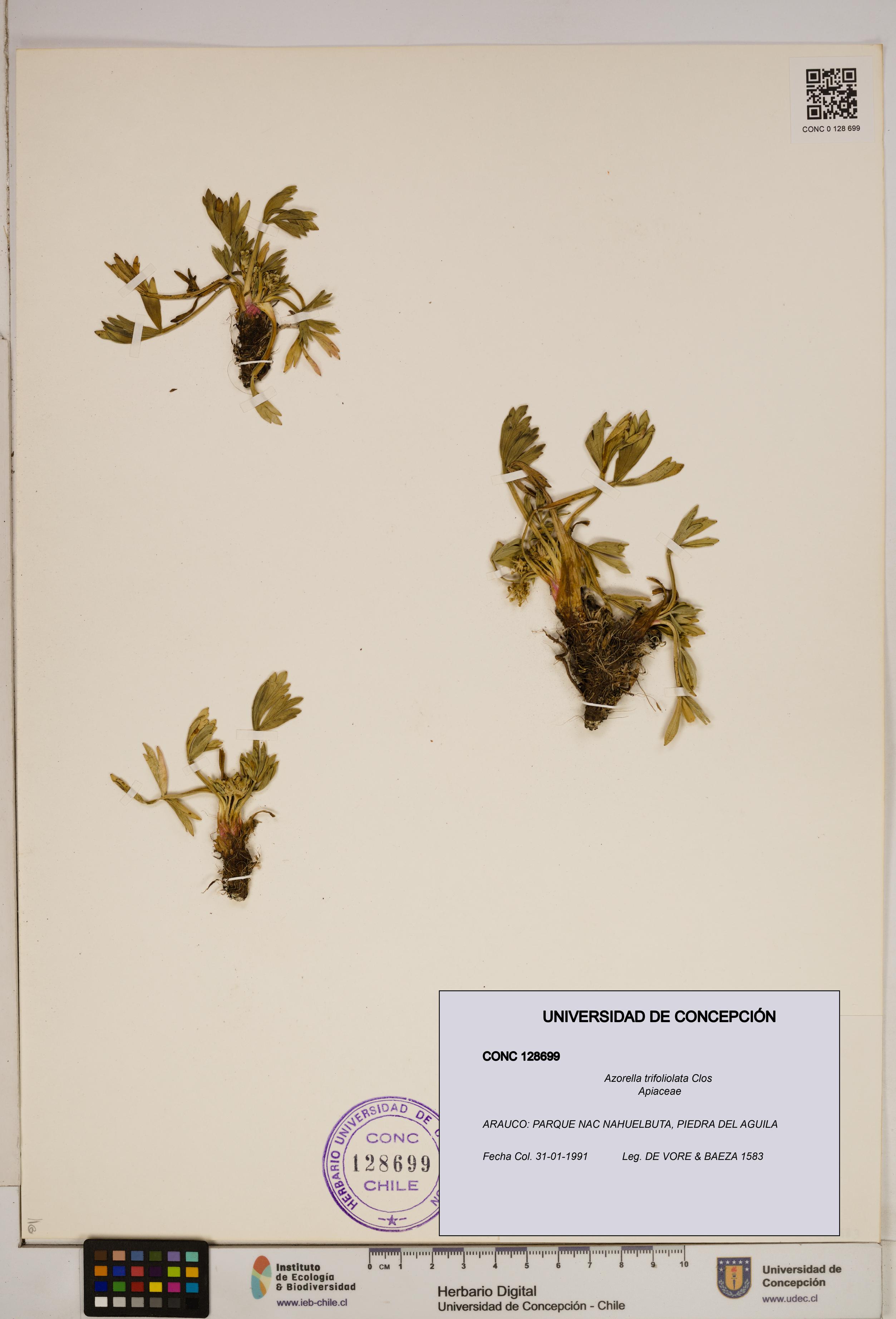 Azorella trifoliolata [Espécimen: ]