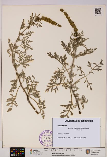 Ambrosia chamissonis [Espécimen: UDEC:CONC:0128700]