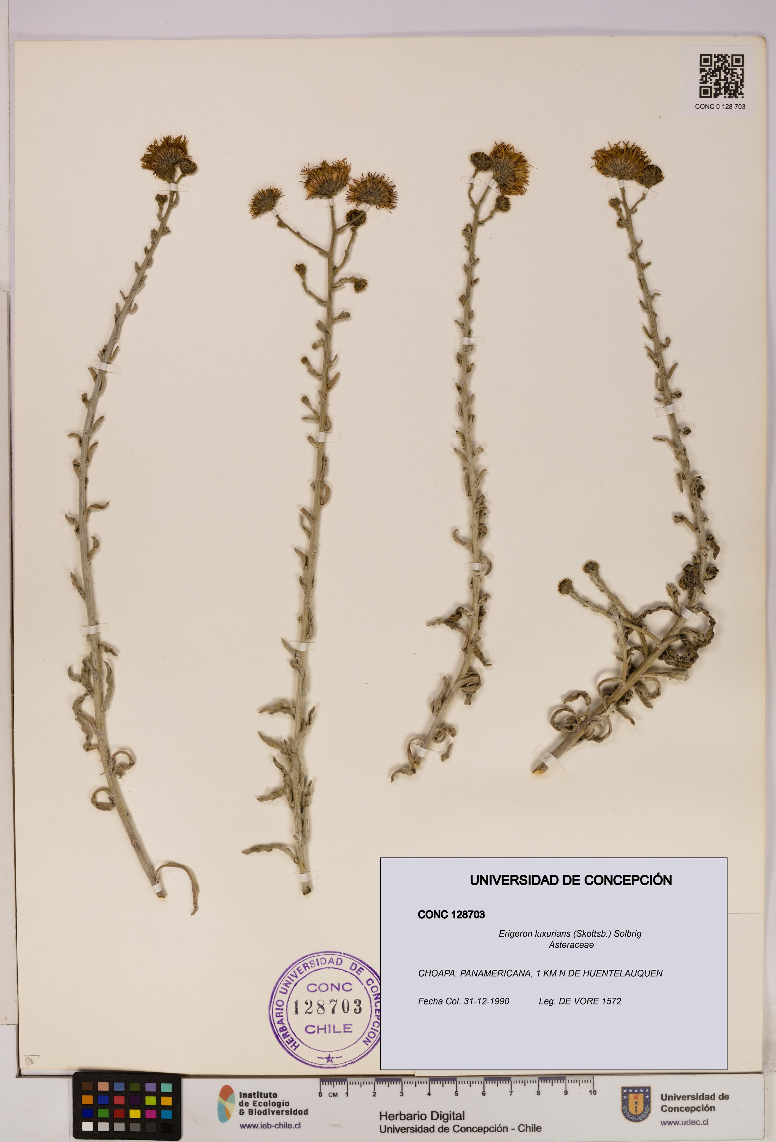 Erigeron luxurians [Espécimen: UDEC:CONC:0128703]