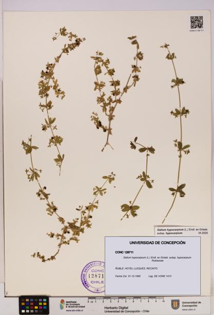 Galium hypocarpium subsp. hypocarpium [Espécimen: UDEC:CONC:0128711]