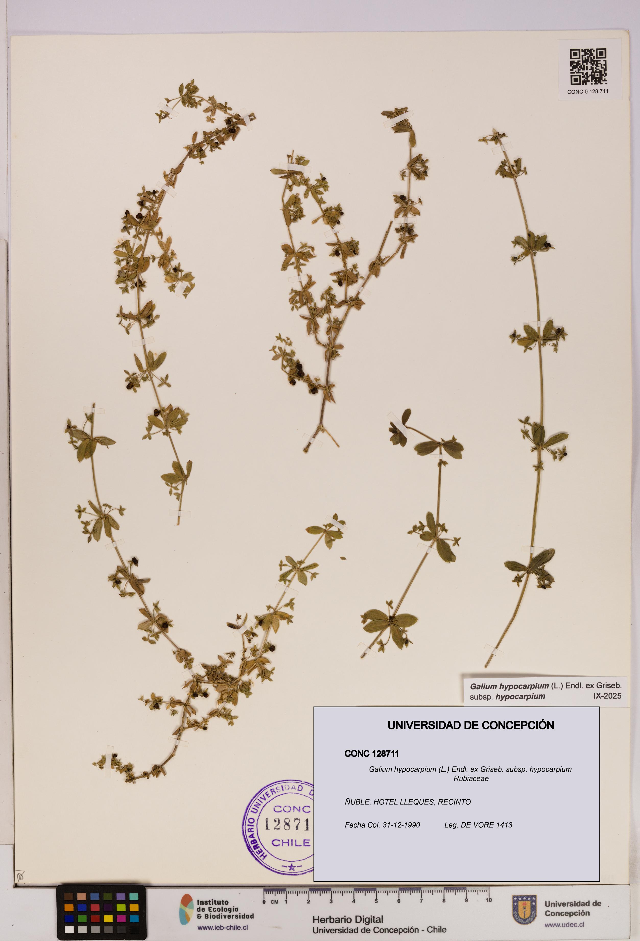 Galium hypocarpium subsp. hypocarpium [Espécimen: UDEC:CONC:0128711]