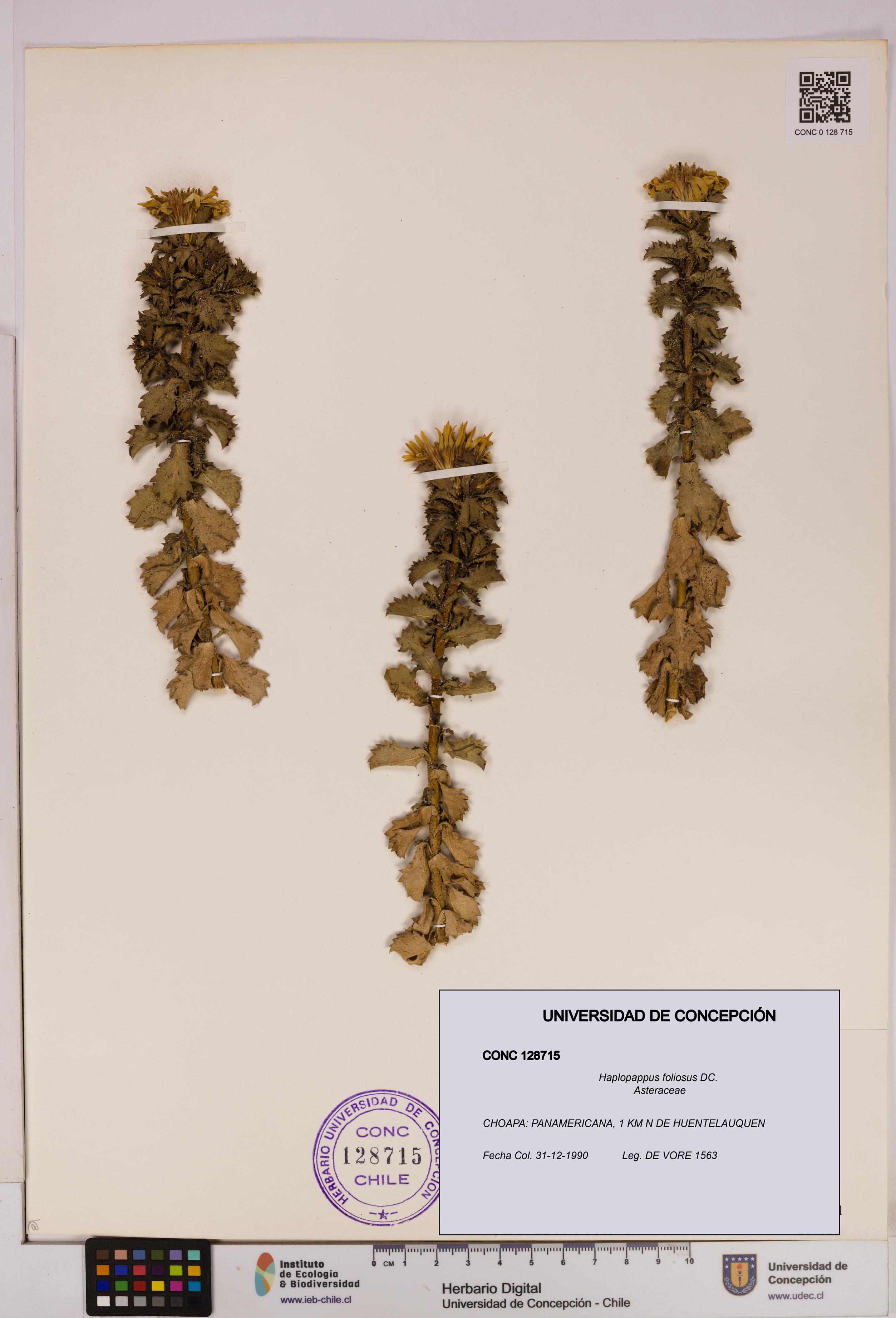 Haplopappus foliosus [Espécimen: UDEC:CONC:0128715]