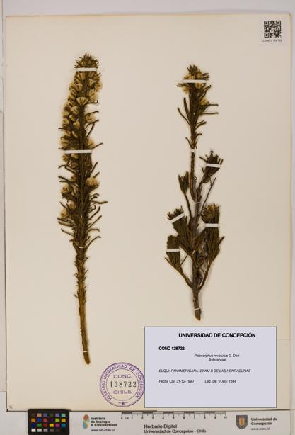 Pleocarphus revolutus [Espécimen: UDEC:CONC:0128722]