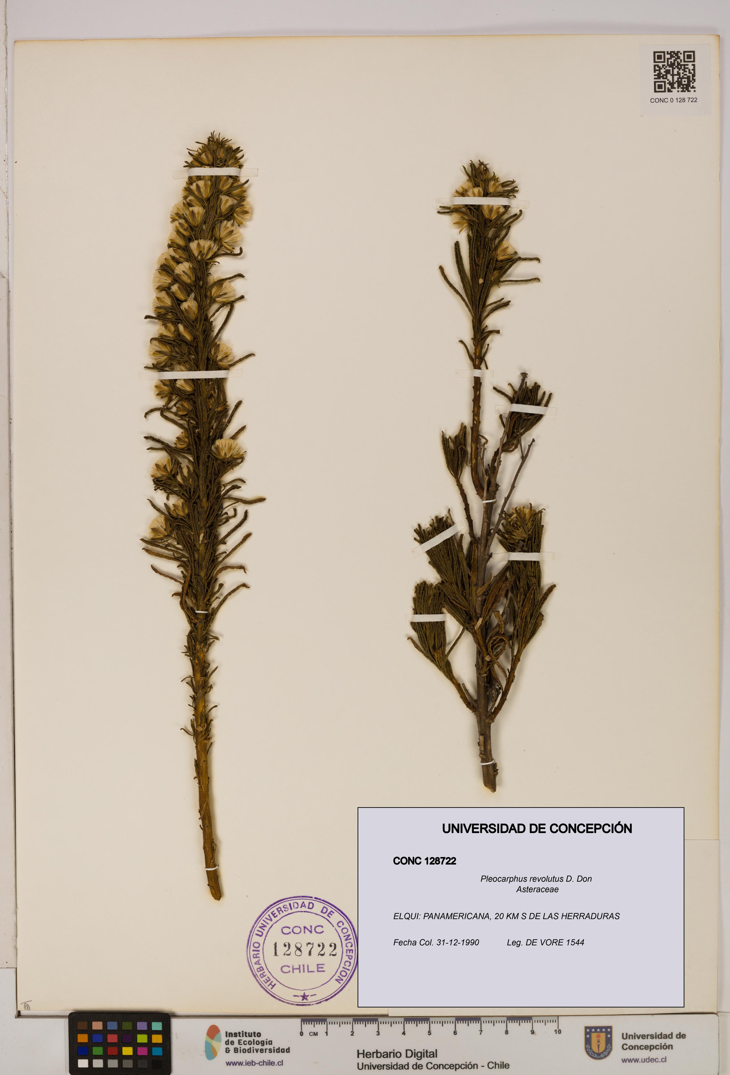 Pleocarphus revolutus [Espécimen: UDEC:CONC:0128722]