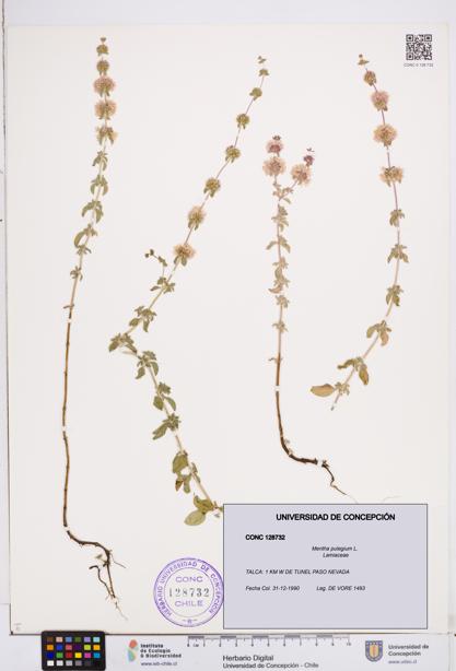 Mentha pulegium [Espécimen: ]