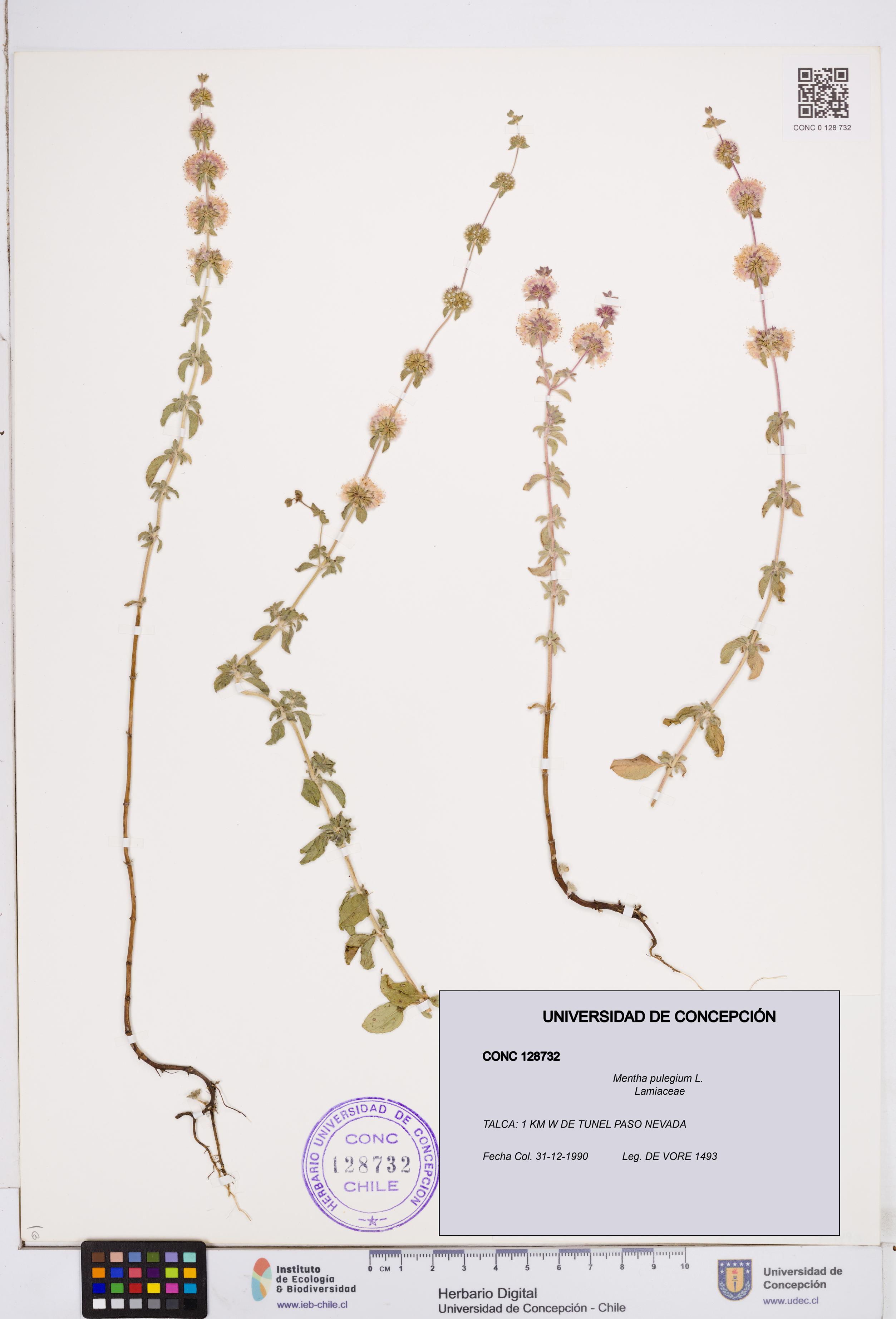 Mentha pulegium [Espécimen: ]