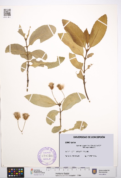 Laurelia sempervirens [Espécimen: UDEC:CONC:0128734]