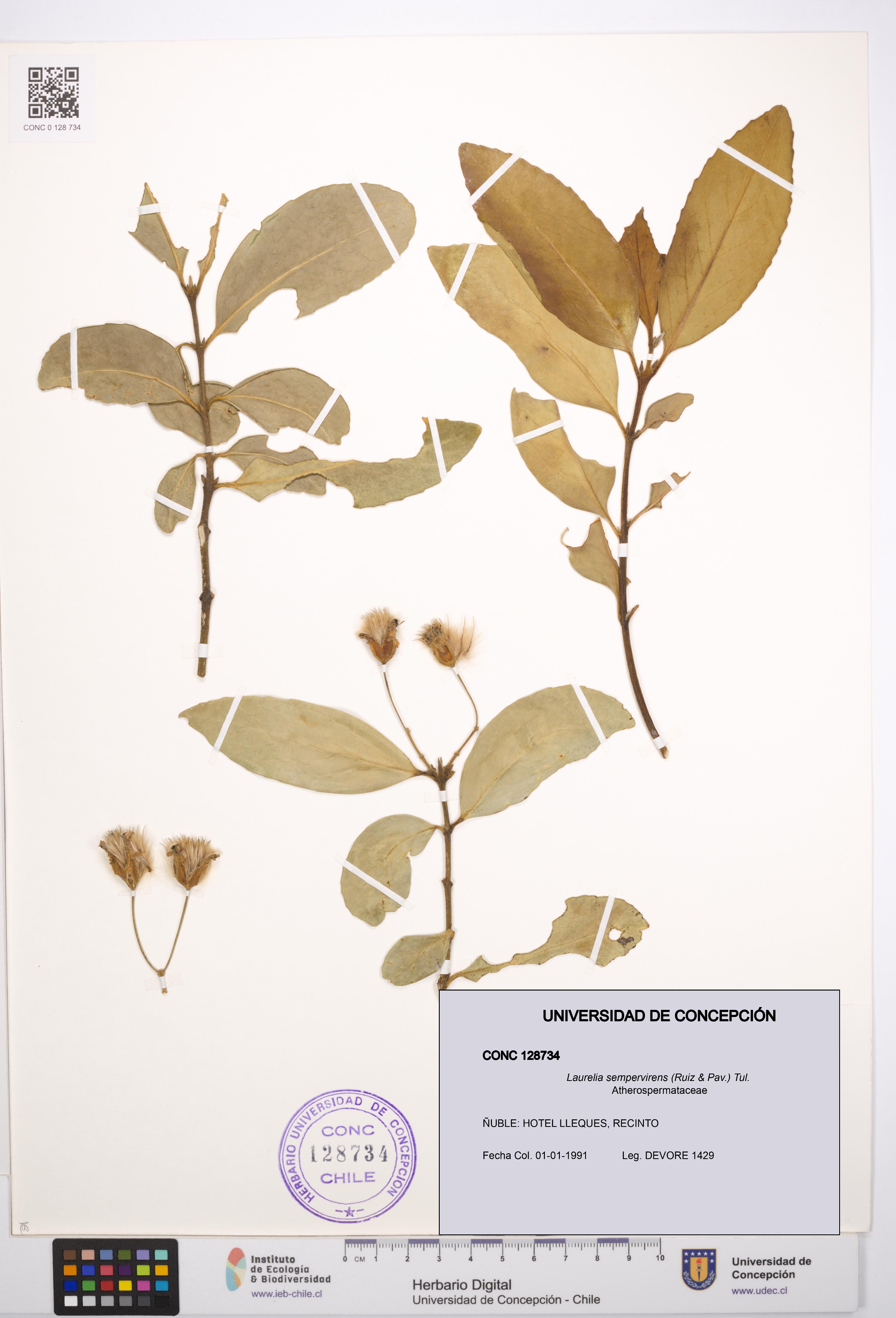 Laurelia sempervirens [Espécimen: UDEC:CONC:0128734]