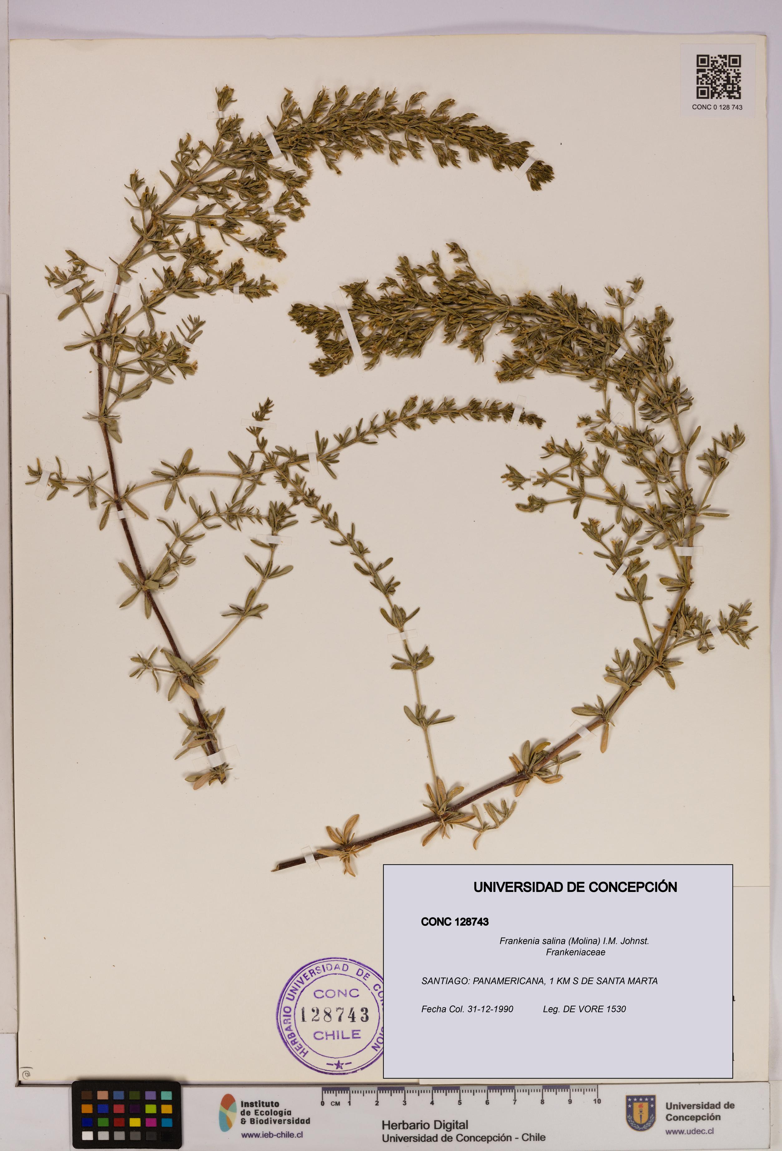 Frankenia salina [Espécimen: UDEC:CONC:0128743]