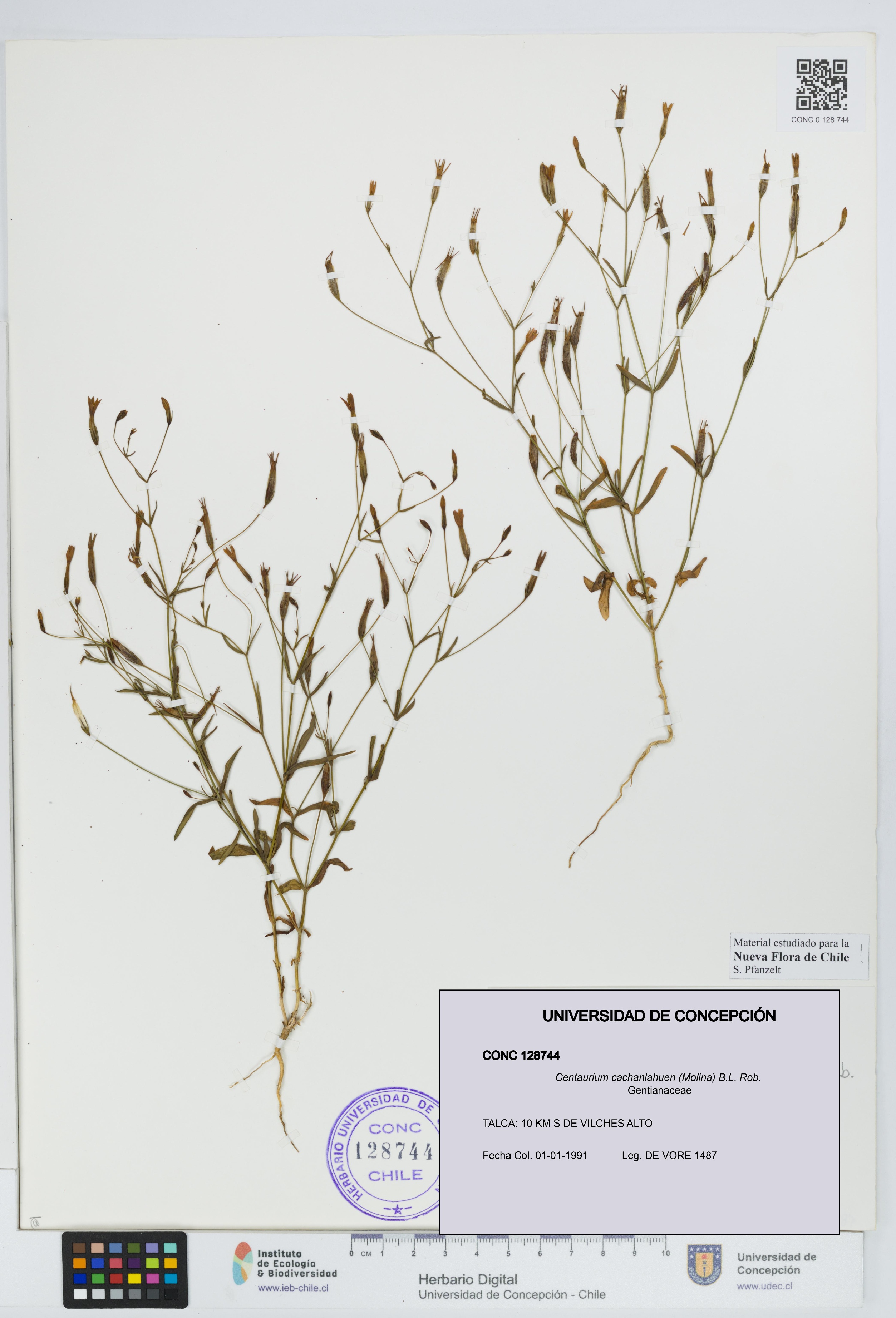 Centaurium cachanlahuen [Espécimen: UDEC:CONC:0128744]