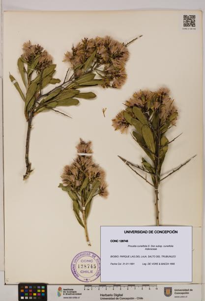 Proustia cuneifolia subsp. cuneifolia [Espécimen: UDEC:CONC:0128745]
