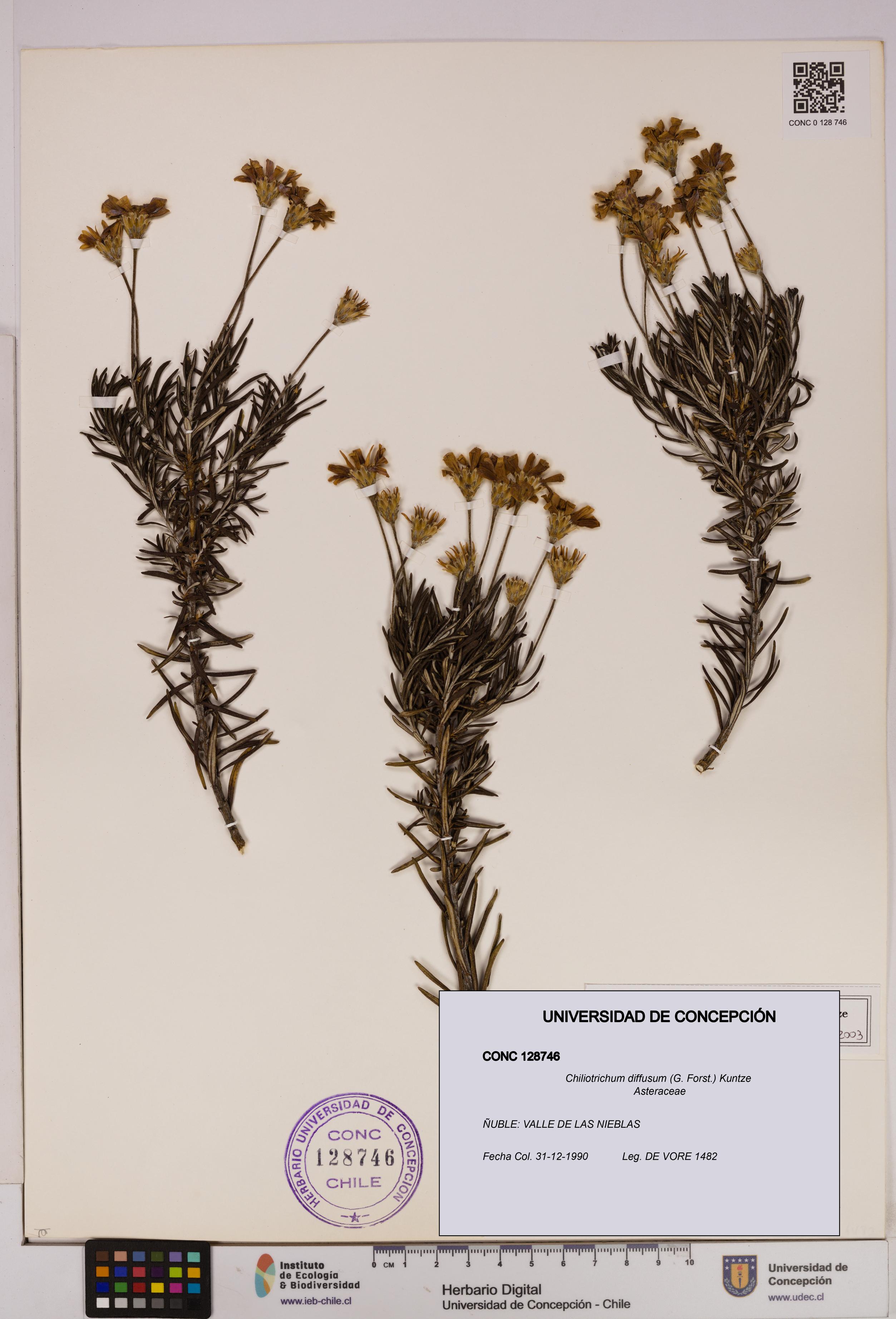 Chiliotrichum diffusum [Espécimen: UDEC:CONC:0128746]