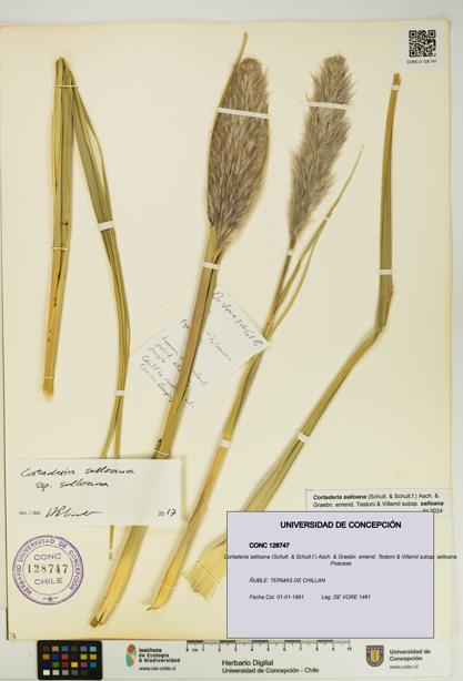 Cortaderia selloana subsp. selloana [Espécimen: UDEC:CONC:0128747]