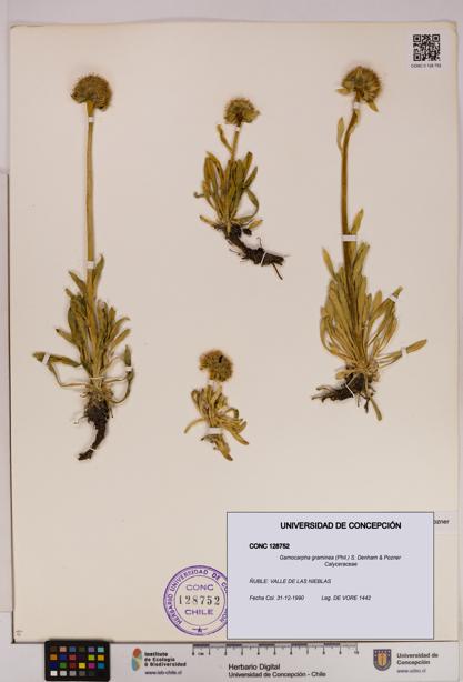 Gamocarpha graminea [Espécimen: UDEC:CONC:0128752]