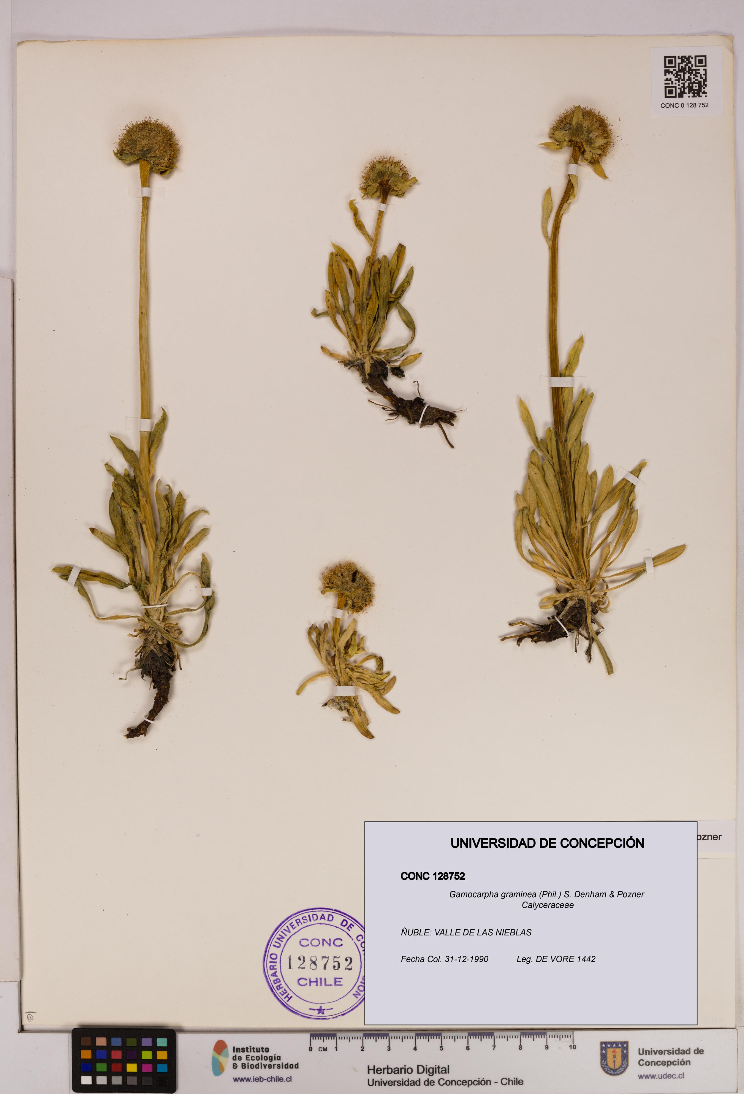 Gamocarpha graminea [Espécimen: UDEC:CONC:0128752]