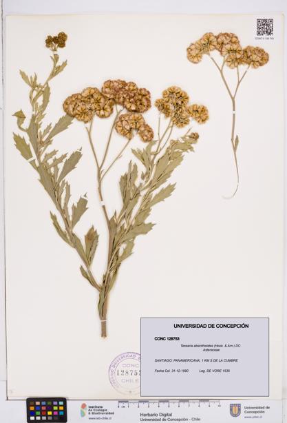 Tessaria absinthioides [Espécimen: ]