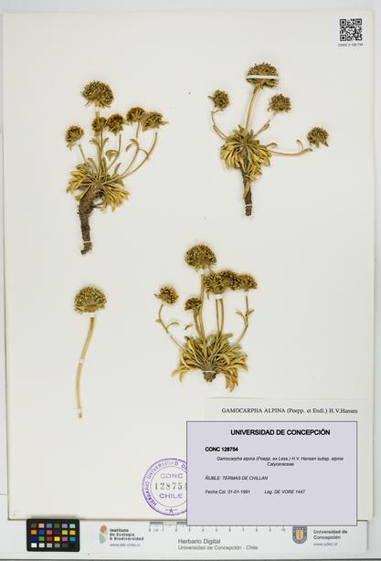 Gamocarpha alpina subsp. alpina [Espécimen: UDEC:CONC:0128754]