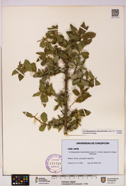 Archidasyphyllum diacanthoides [Espécimen: UDEC:CONC:0128758]