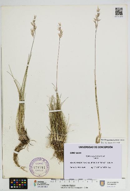 Rytidosperma lechleri [Espécimen: UDEC:CONC:0128761]