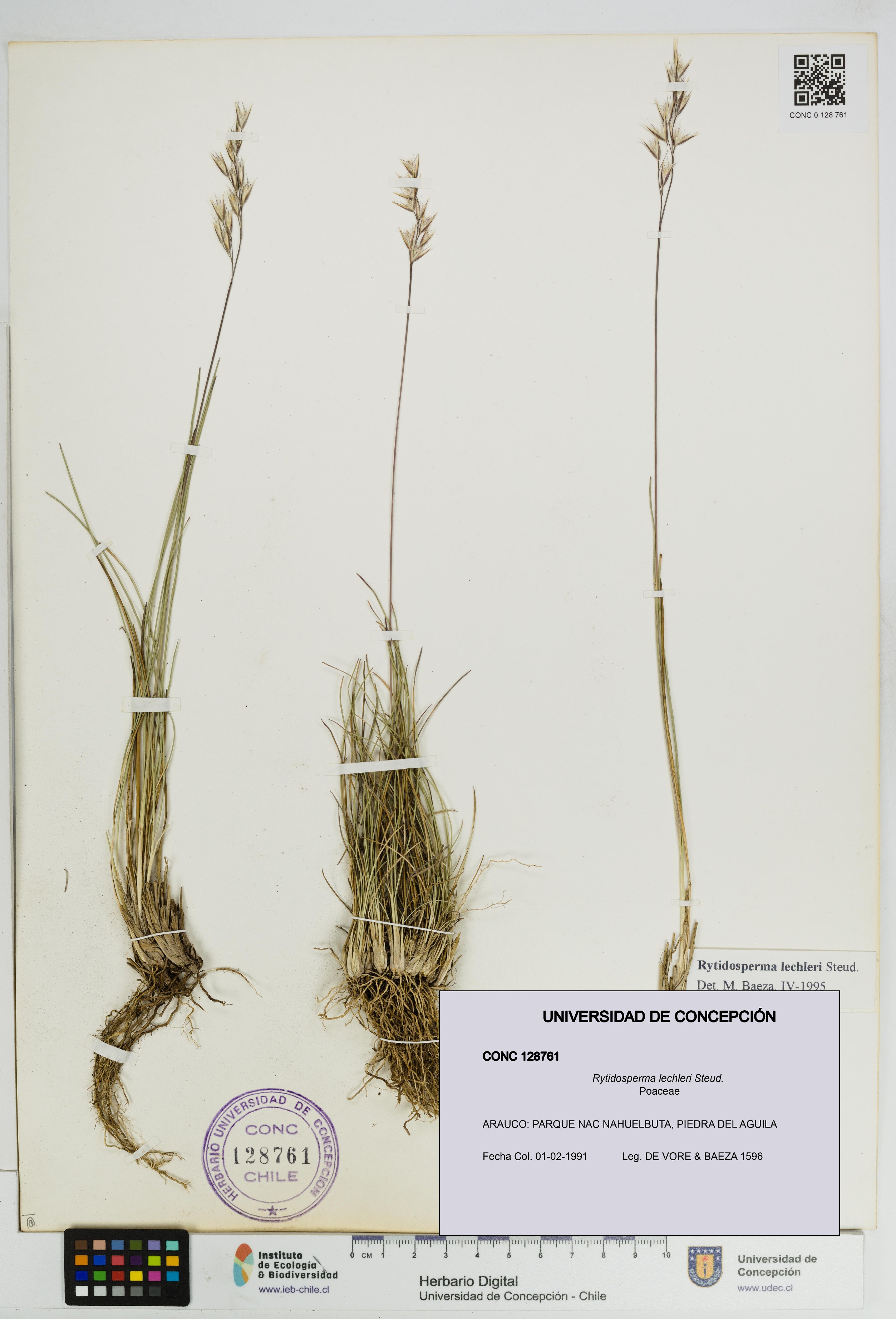 Rytidosperma lechleri [Espécimen: UDEC:CONC:0128761]