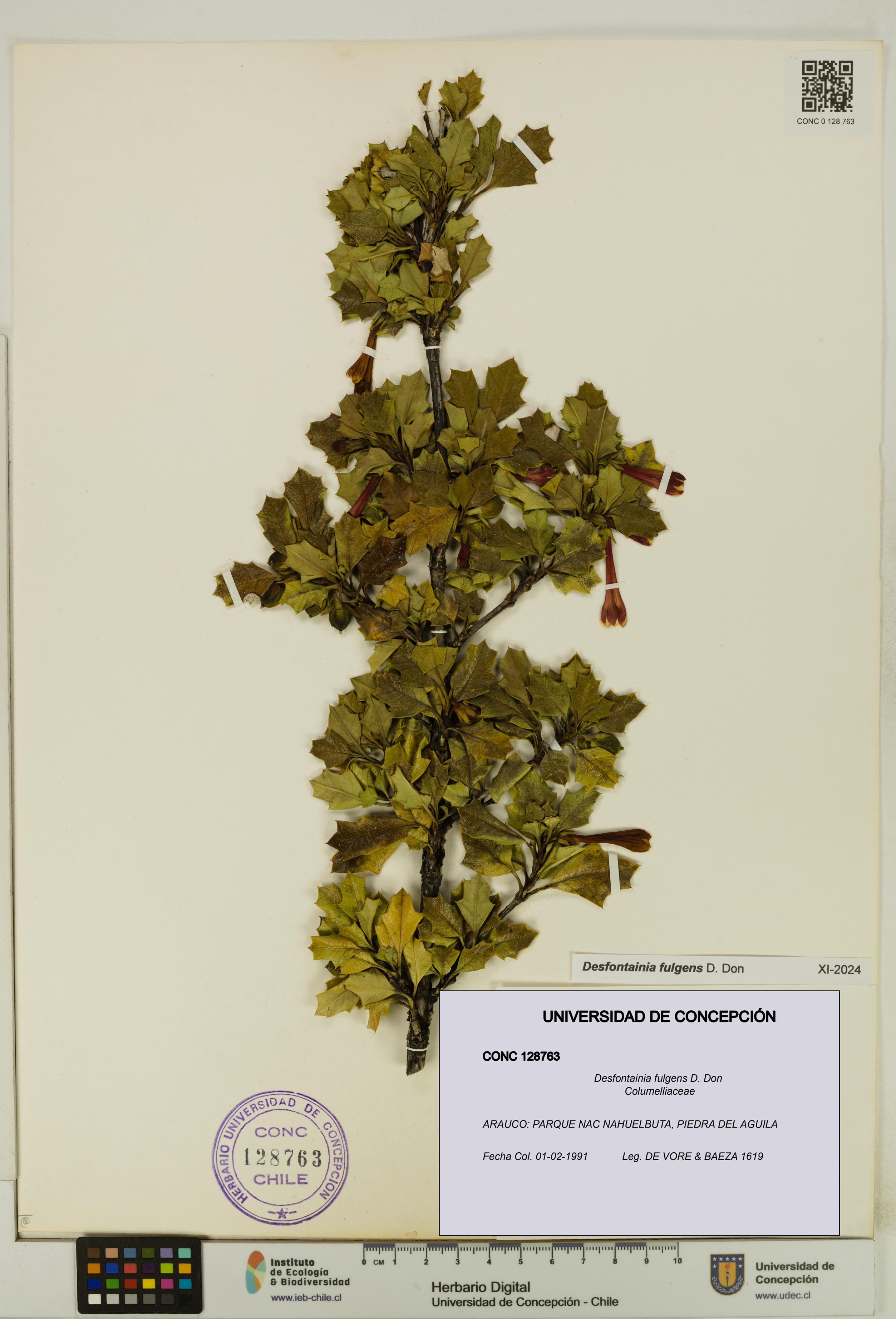 Desfontainia fulgens [Espécimen: UDEC:CONC:0128763]