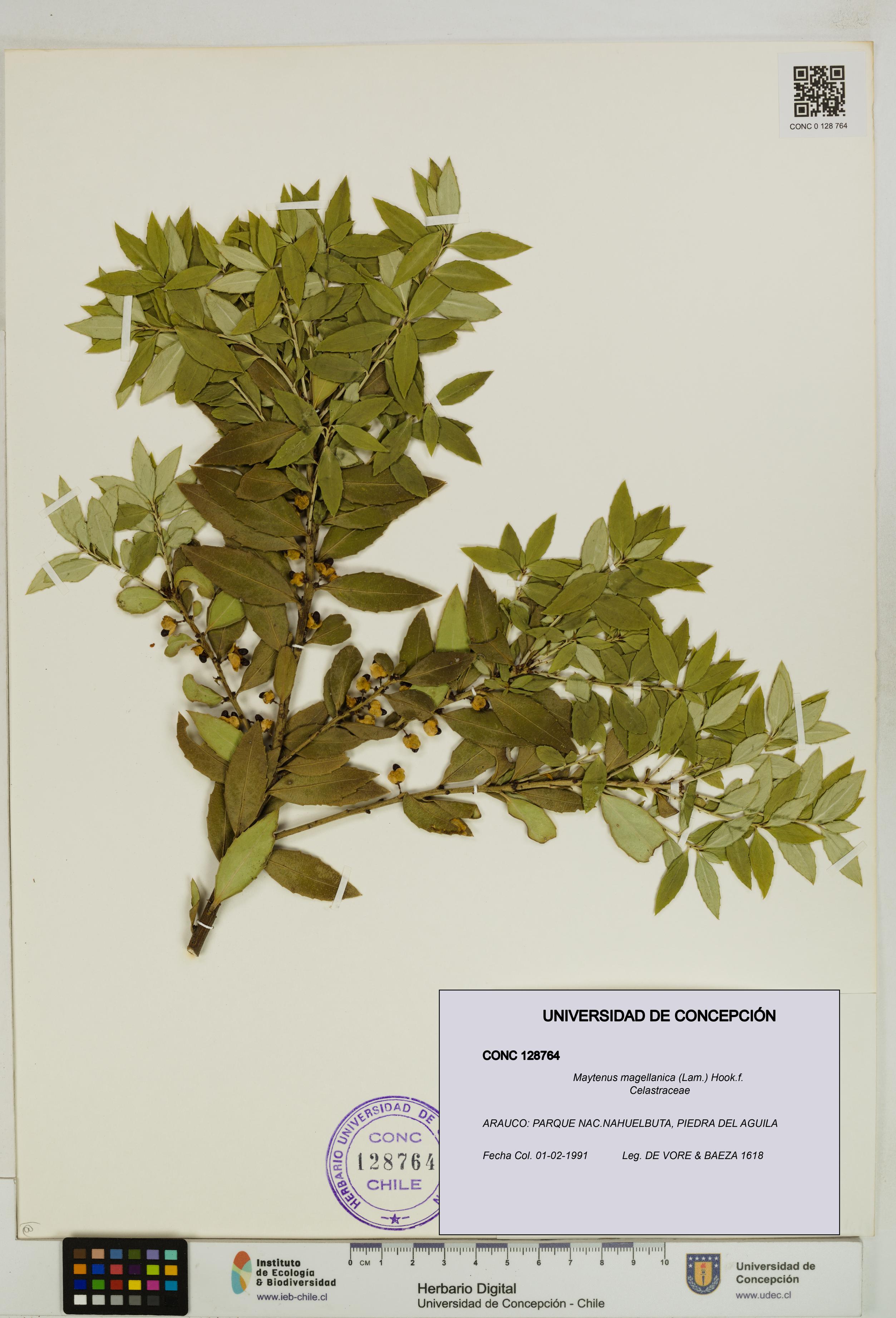 Maytenus magellanica [Espécimen: UDEC:CONC:0128764]