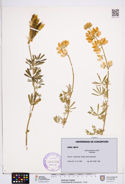 Lupinus arboreus [Espécimen: ]