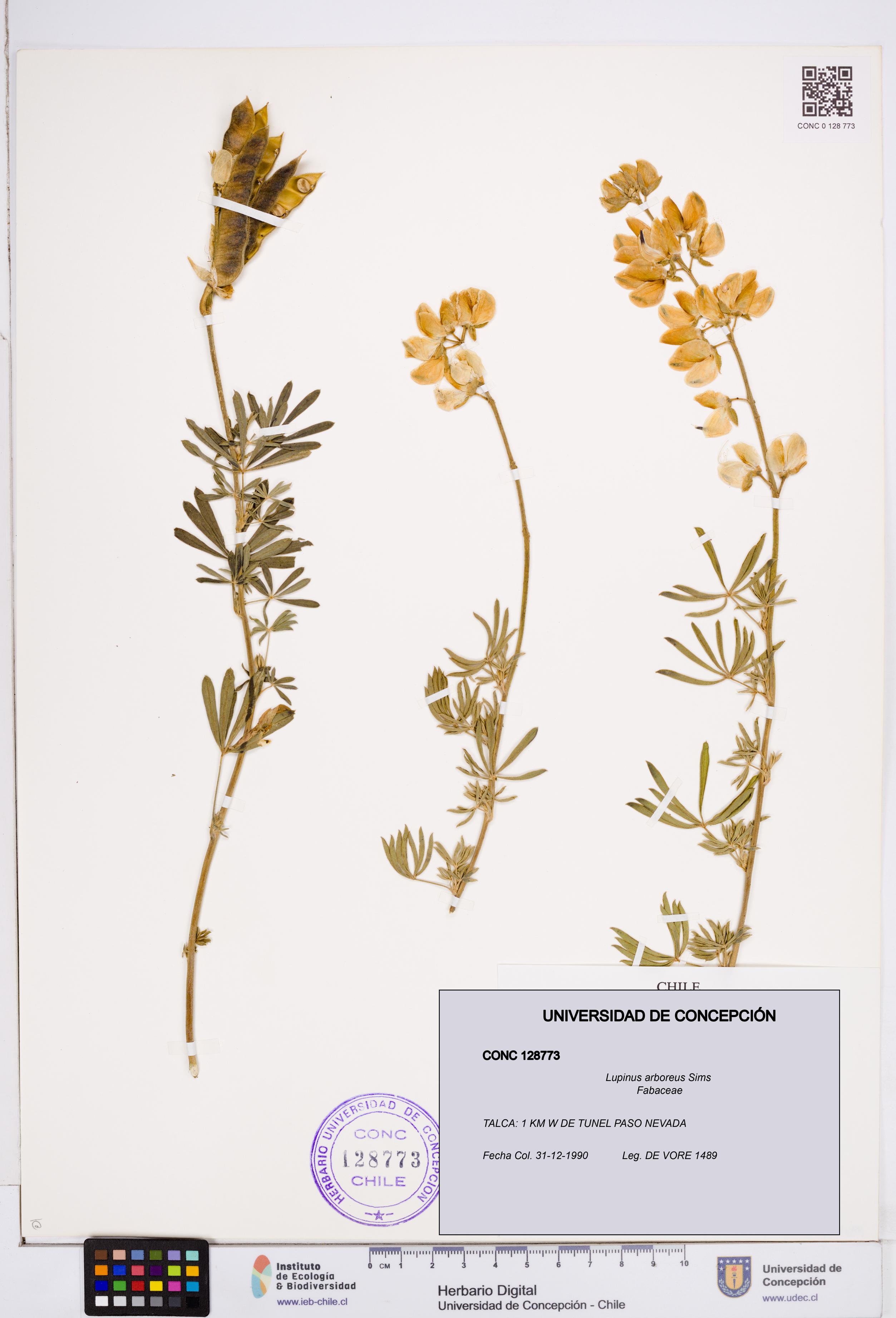 Lupinus arboreus [Espécimen: ]