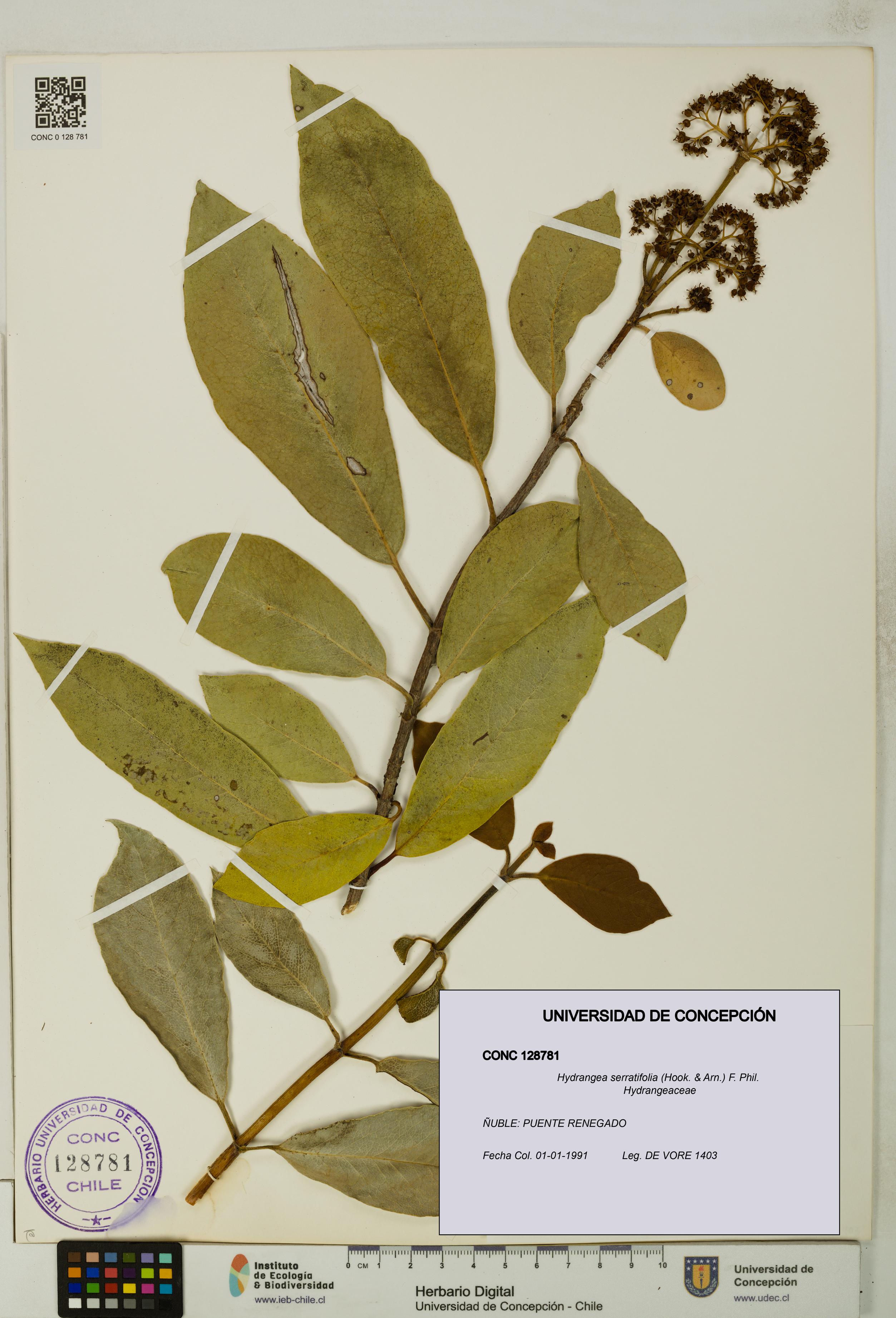 Hydrangea serratifolia [Espécimen: UDEC:CONC:0128781]