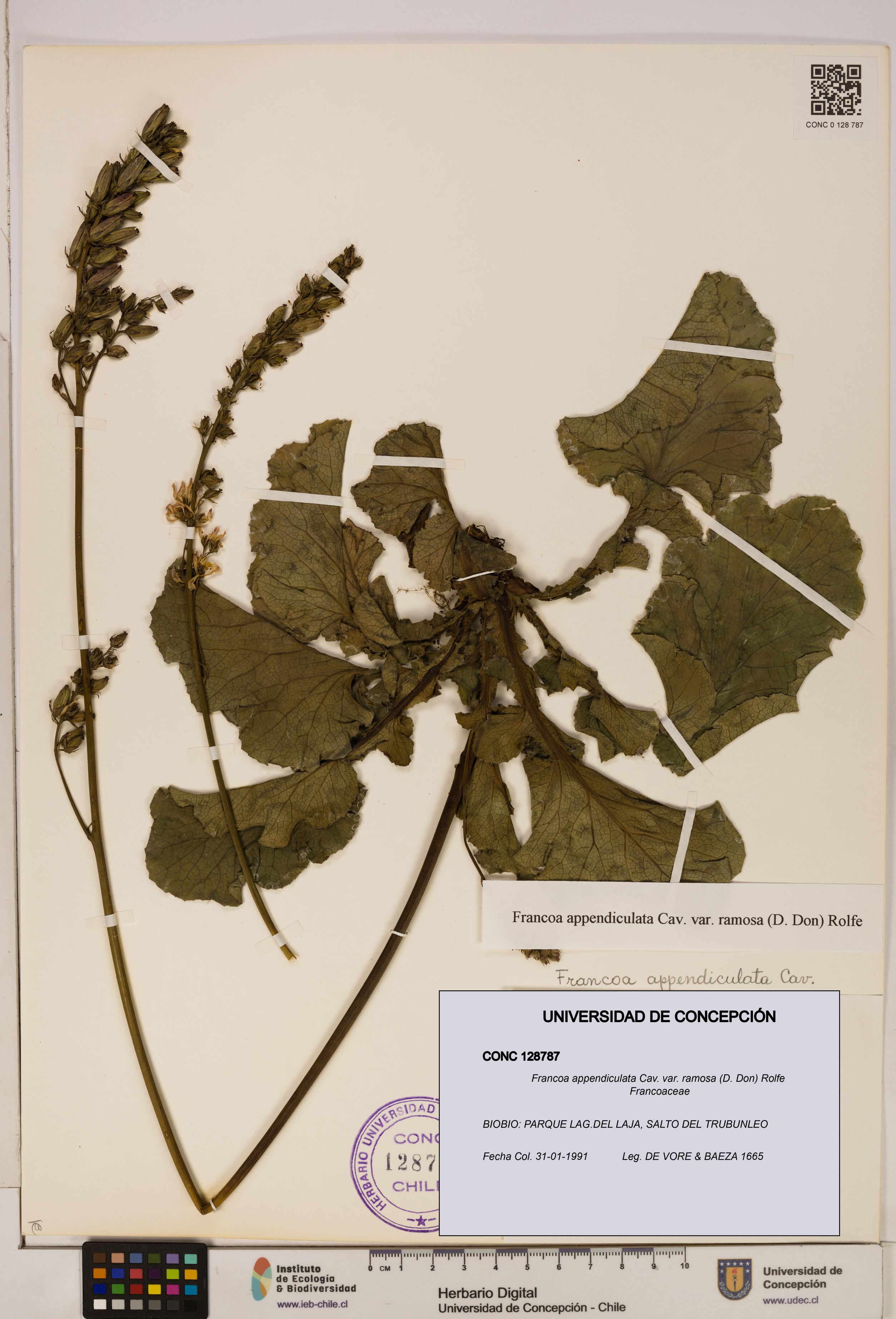 Francoa appendiculata var. ramosa [Espécimen: ]
