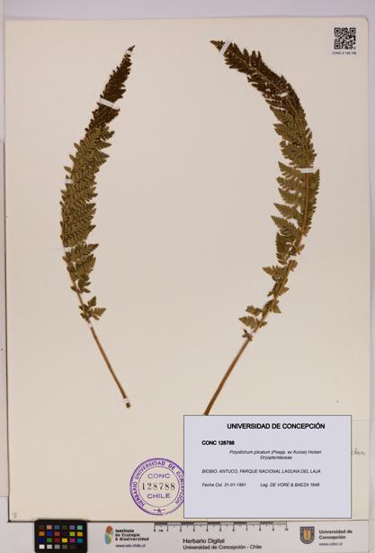 Polystichum plicatum [Espécimen: UDEC:CONC:0128788]