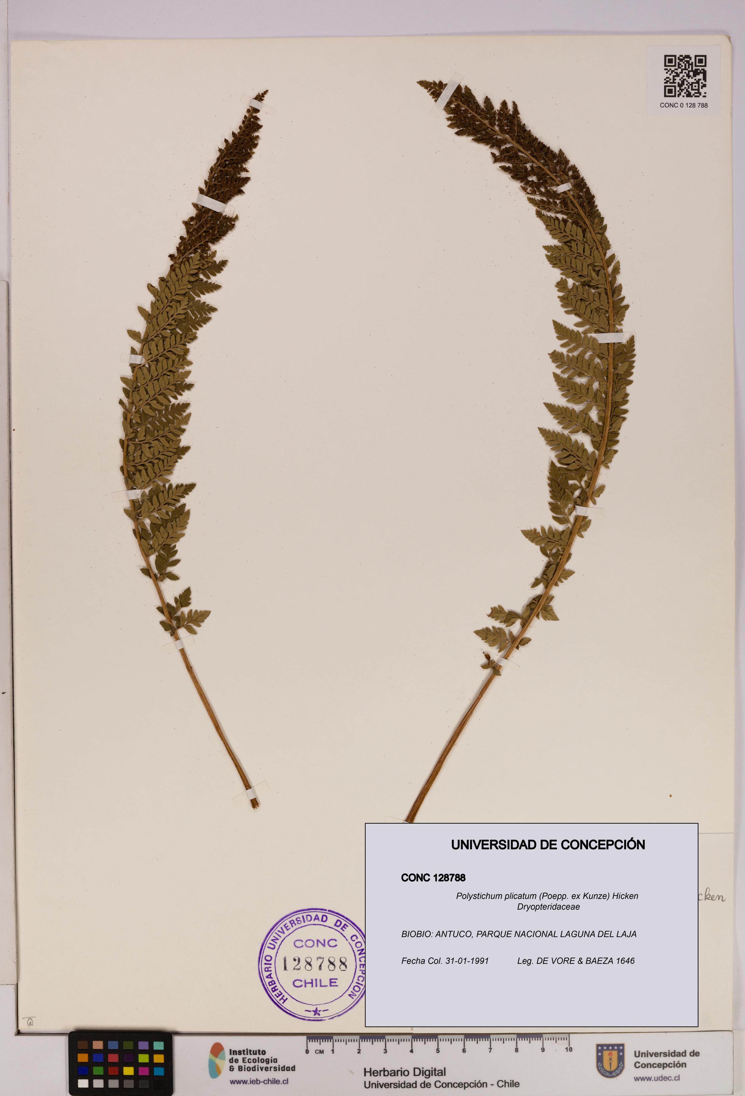 Polystichum plicatum [Espécimen: UDEC:CONC:0128788]