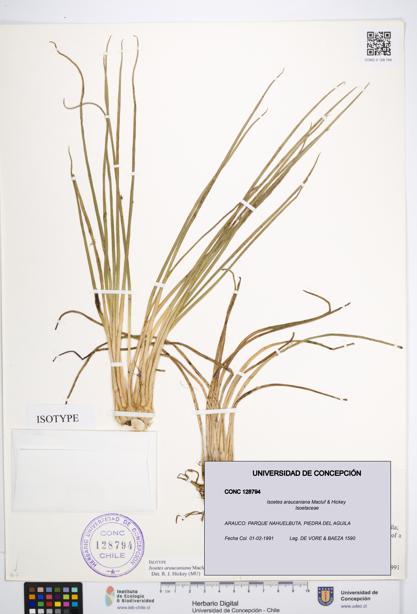 Isoetes araucaniana [Espécimen: UDEC:CONC:0128794]