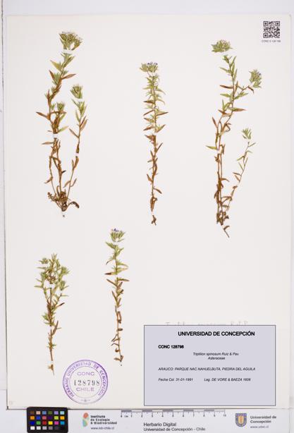 Triptilion spinosum [Espécimen: ]