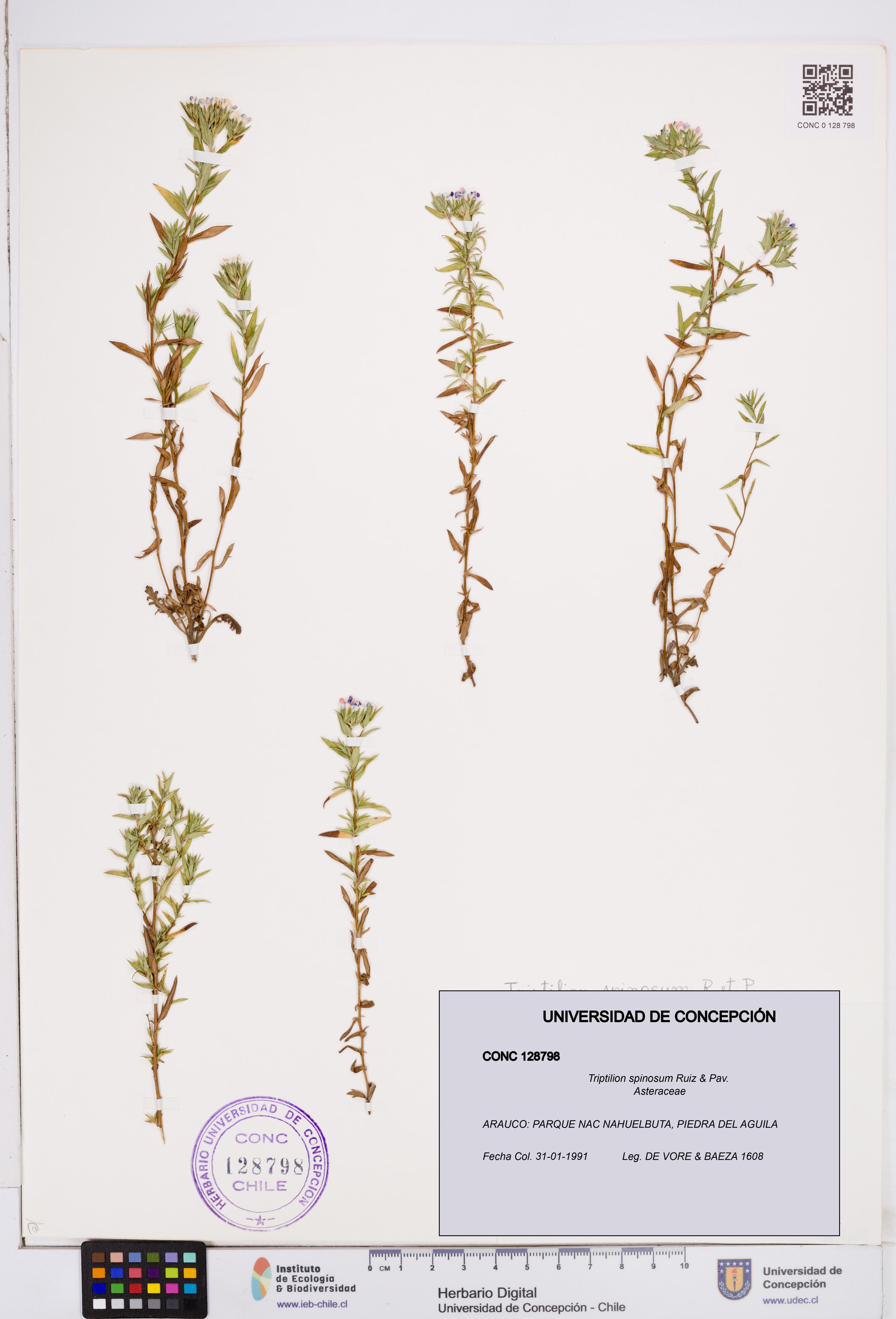 Triptilion spinosum [Espécimen: ]