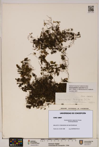 Hymenophyllum asperulum [Espécimen: UDEC:CONC:0128807]