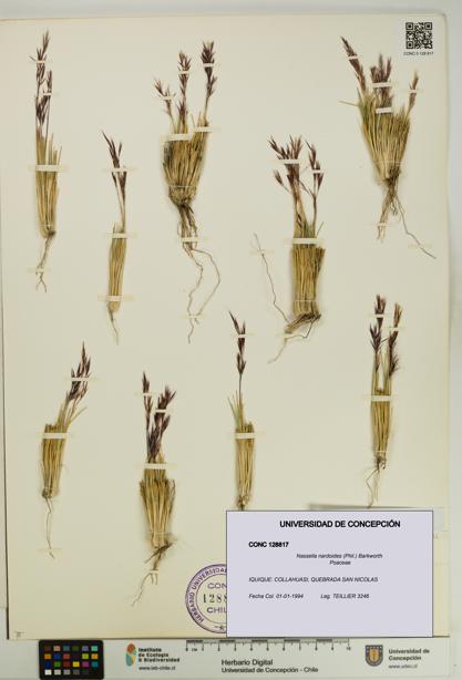 Nassella nardoides [Espécimen: UDEC:CONC:0128817]