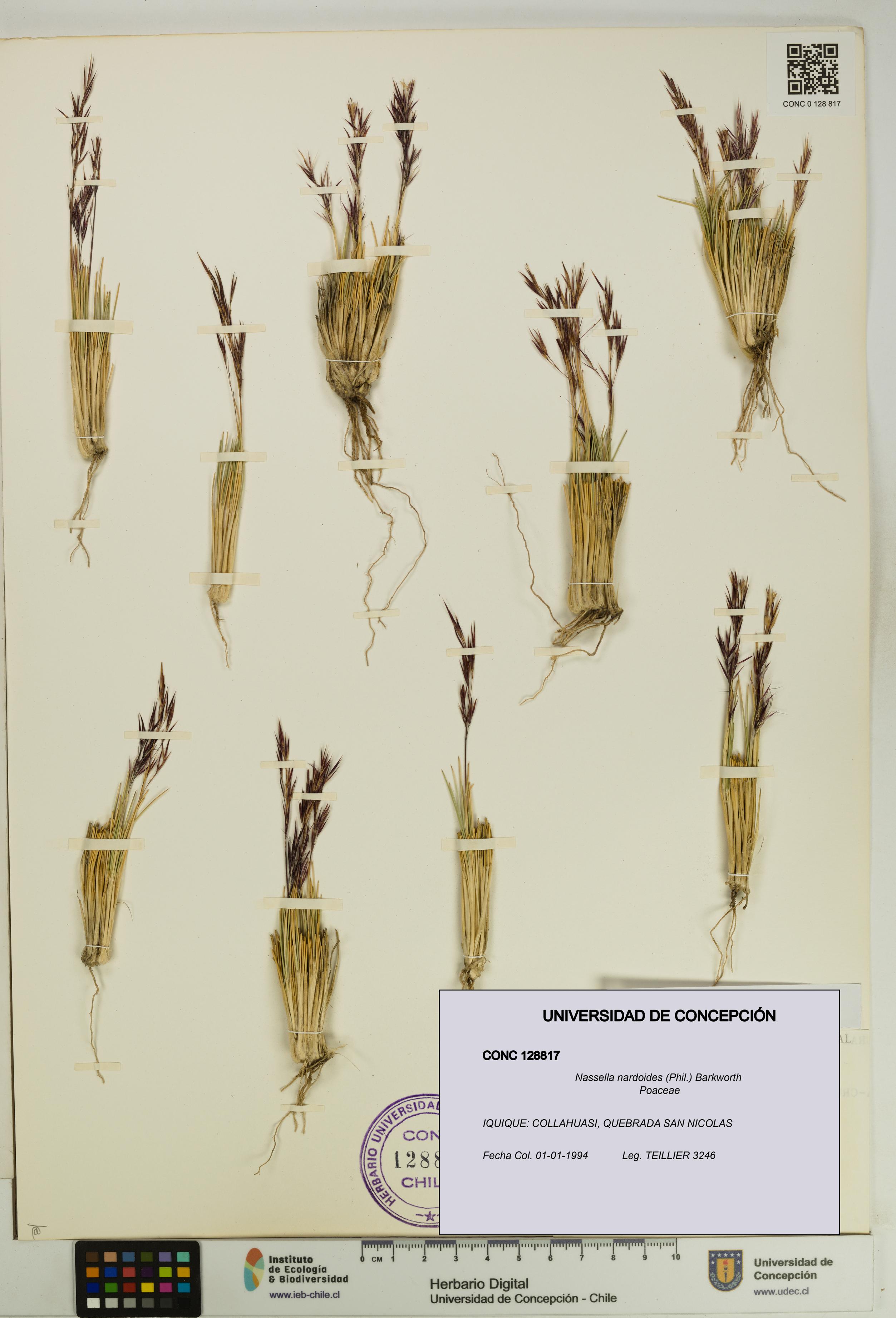 Nassella nardoides [Espécimen: UDEC:CONC:0128817]