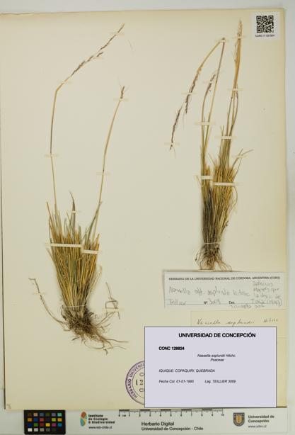 Nassella asplundii [Espécimen: UDEC:CONC:0128824]