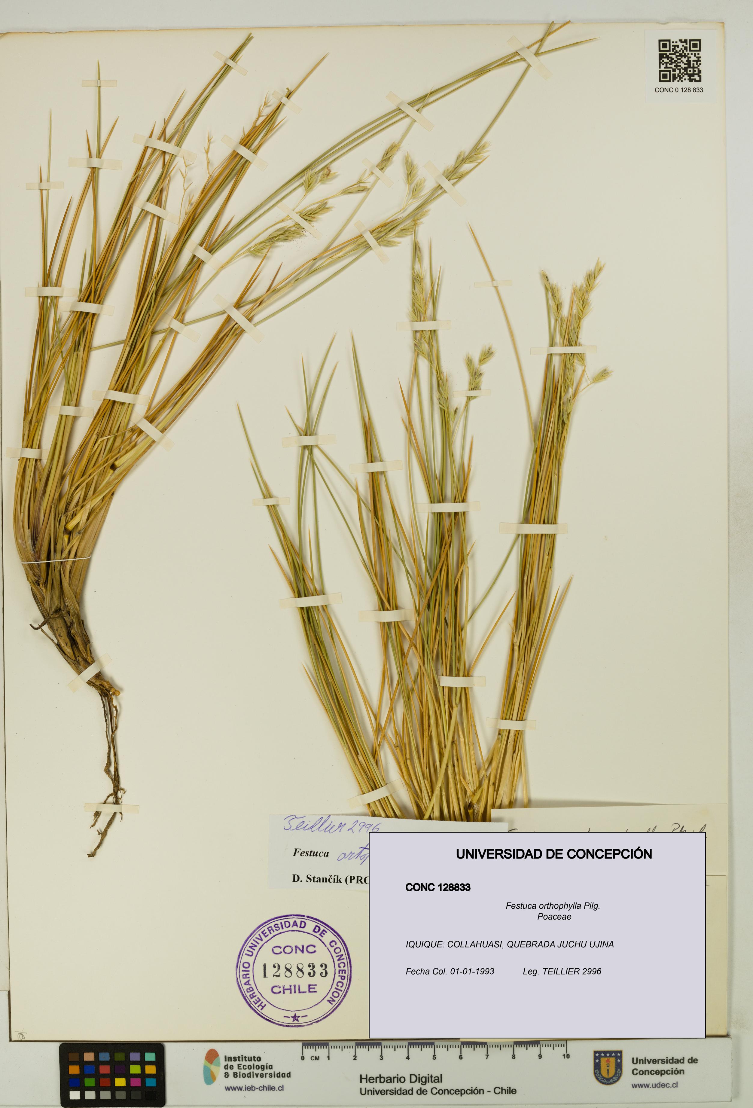 Festuca orthophylla [Espécimen: UDEC:CONC:0128833]
